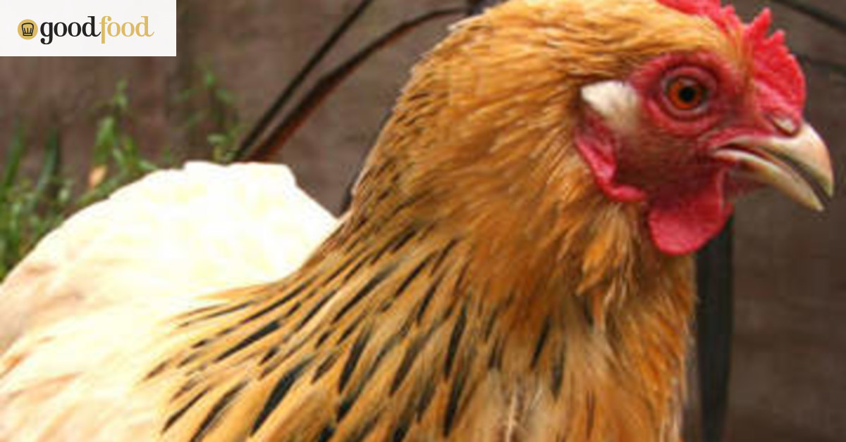 Happy chooks revive backyard ritual
