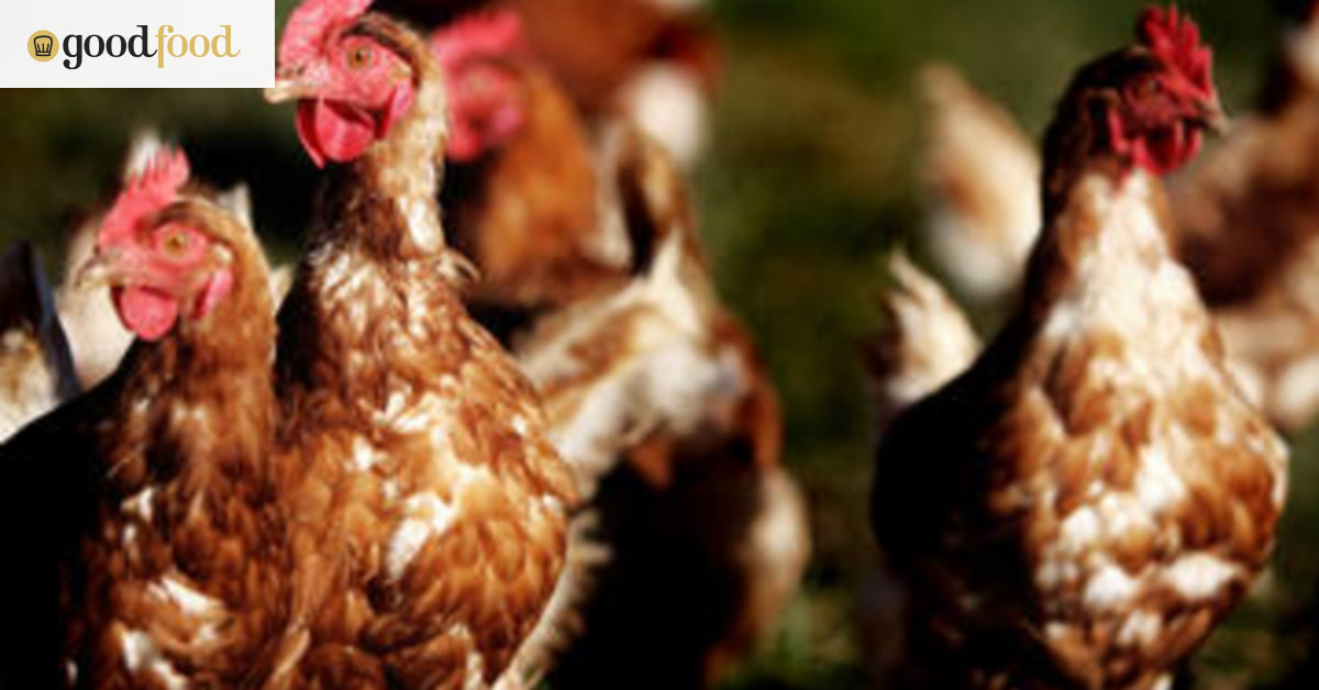 What to look for in a backyard chook