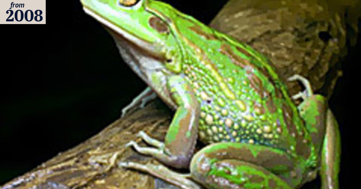 Pregnancy test leaves at-risk frogs holding the baby