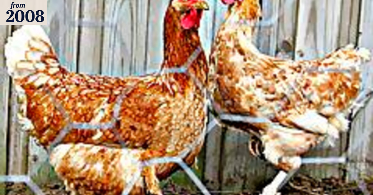 Something's crook at $25 for a chook