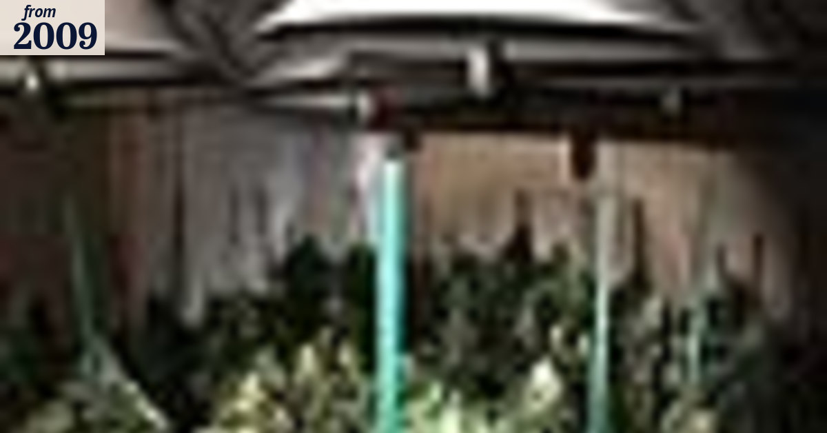 Million dollar Sydney cannabis raid