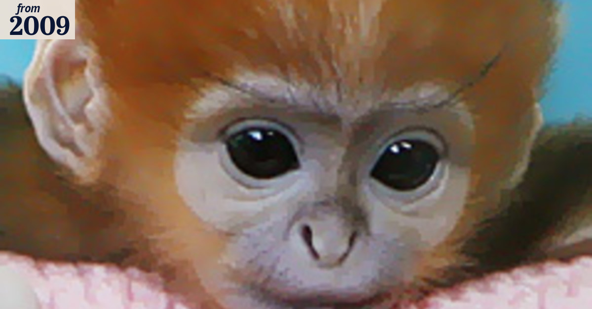 Rare monkey hand-reared at Taronga Zoo