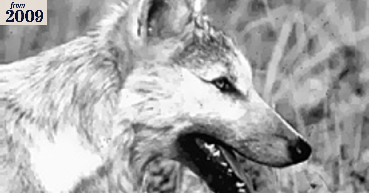 Grey wolf withdrawn from US endangered list