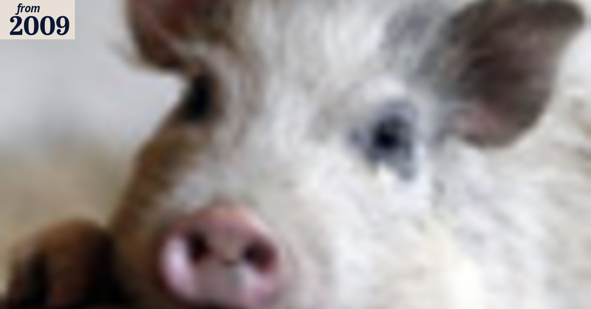Pig cull YouTube video sparks outrage
