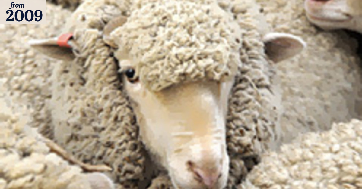 This cruelty to sheep is economically unsound