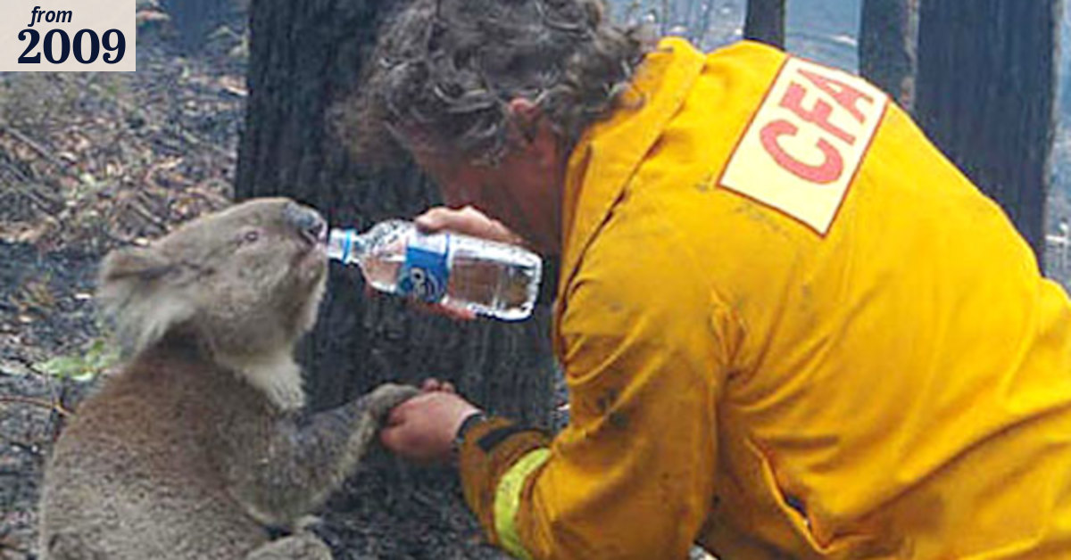 Koala footage not what it seems