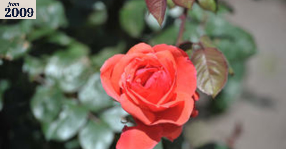 Flemington's famous roses