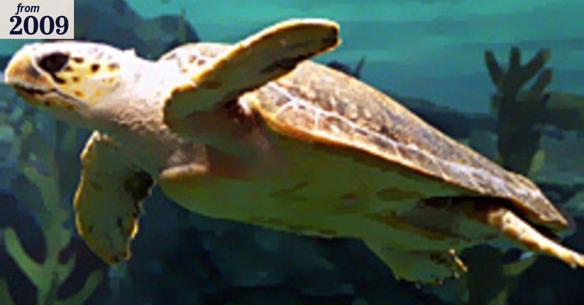 Turtles take Pacific highway