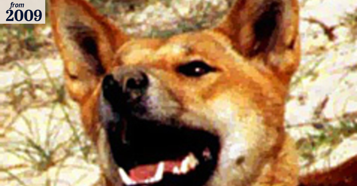Dingo attacks child on Fraser Island