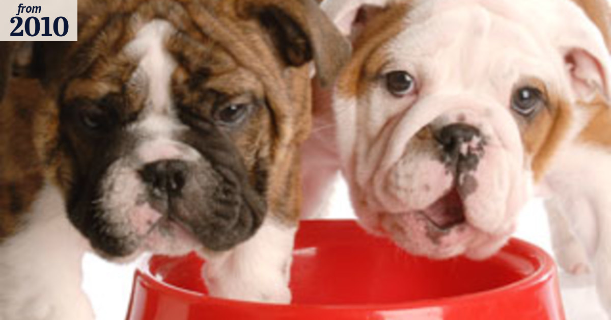 Behaviour problems linked to pessimistic pups