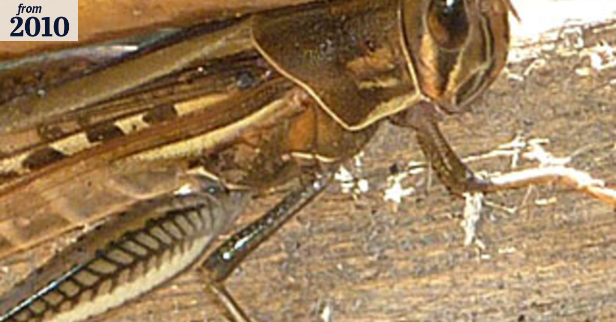 They're here: locusts descend on Melbourne