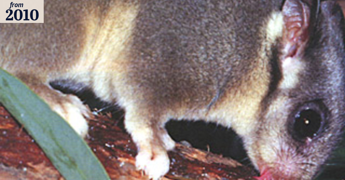 Hello possum, you're an emblem of extinction