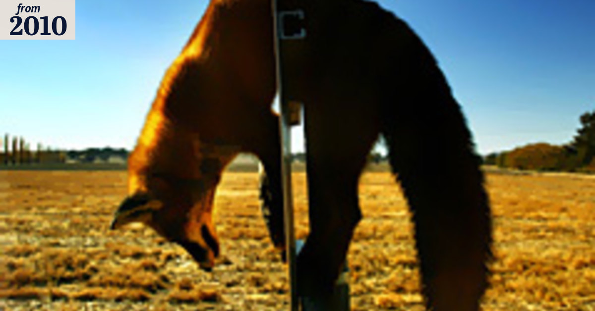 Outfoxing the foxes: A pesky question