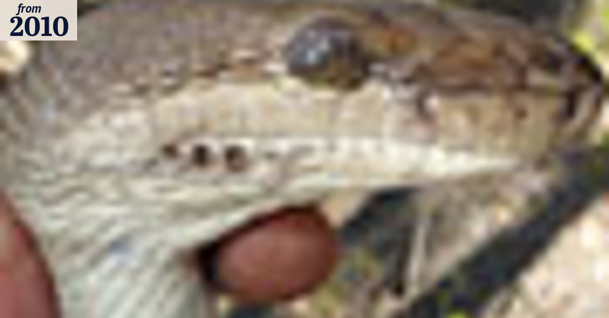 Radio-savvy snakes used to spy on cane toads
