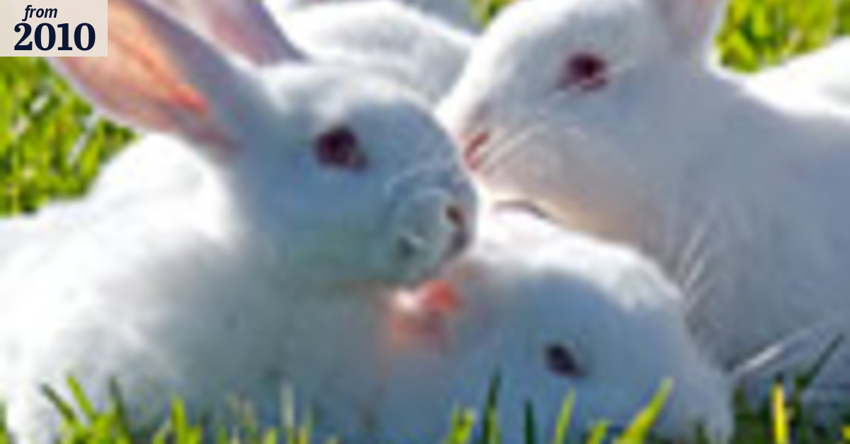 Hop to it - it's dinner time
