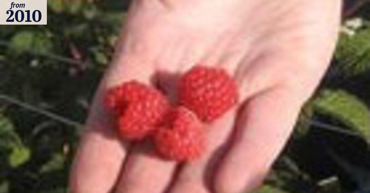Growing gorgeous raspberries