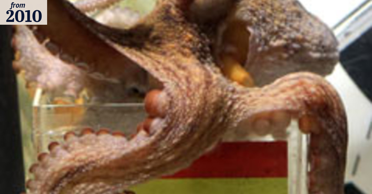Octopus oracle caught in betting plot
