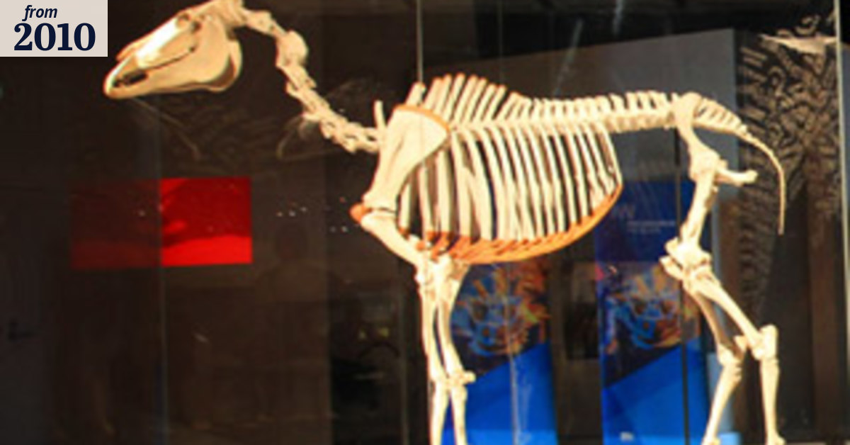 Getting to the bare bones of a legendary story