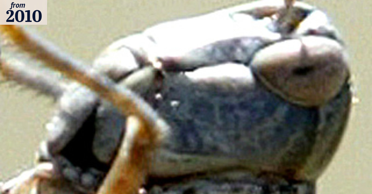 Victoria braces for early days of the locust