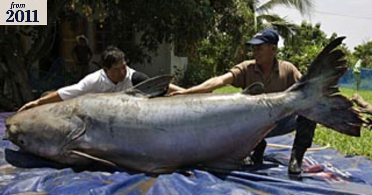 Overfishing and dams driving freshwater fish towards extinction