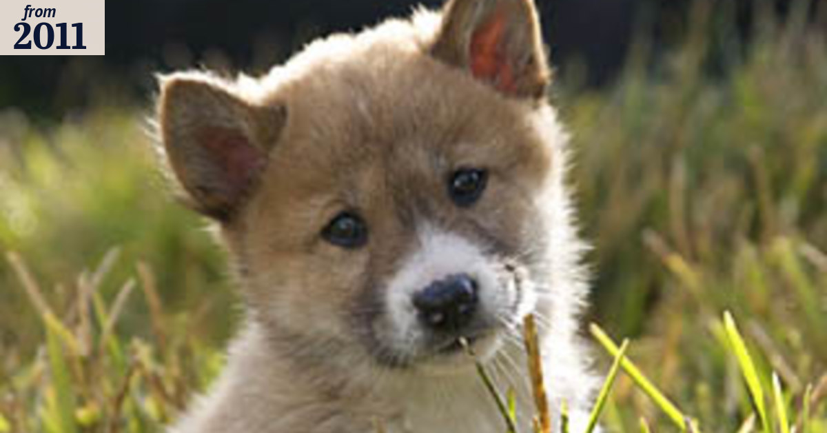 Farmers howl over call for property rights for animals