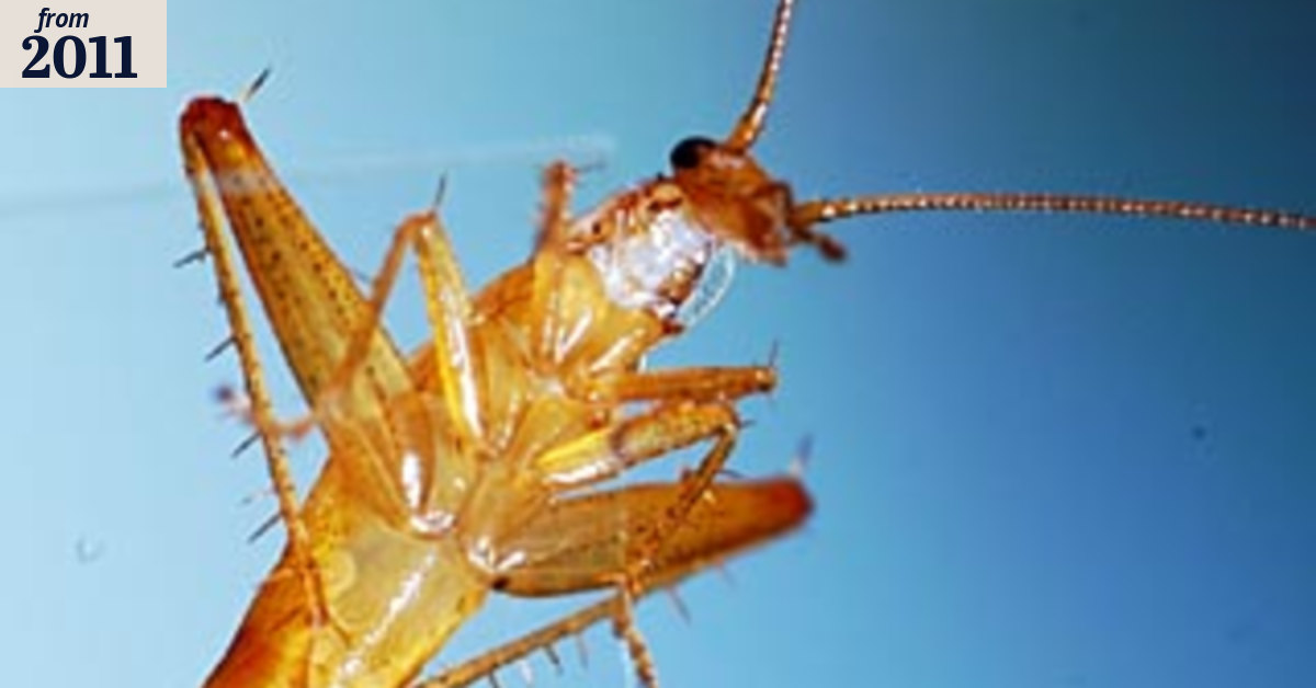 Jumping cockroach heads new species list