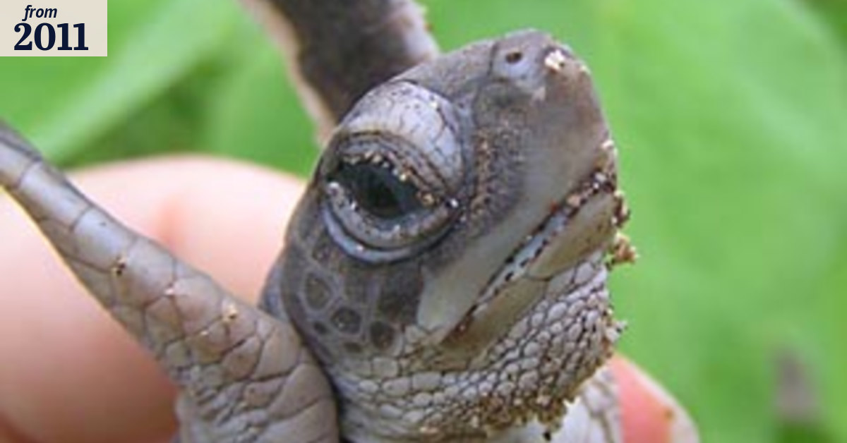 The turtle's tale: an epic struggle made harder by man