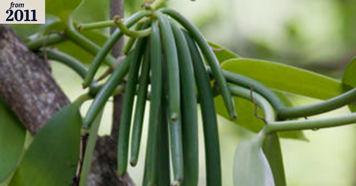Building a better bean