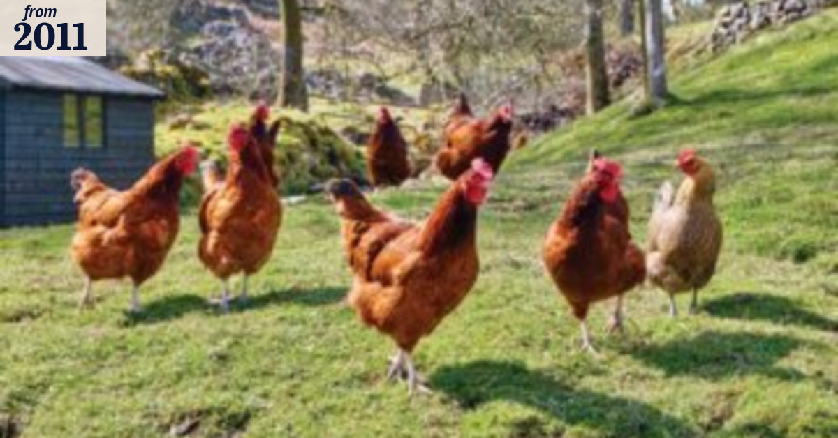 Chooks
