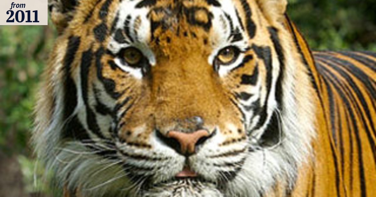 Biting tiger back on display at Dreamworld