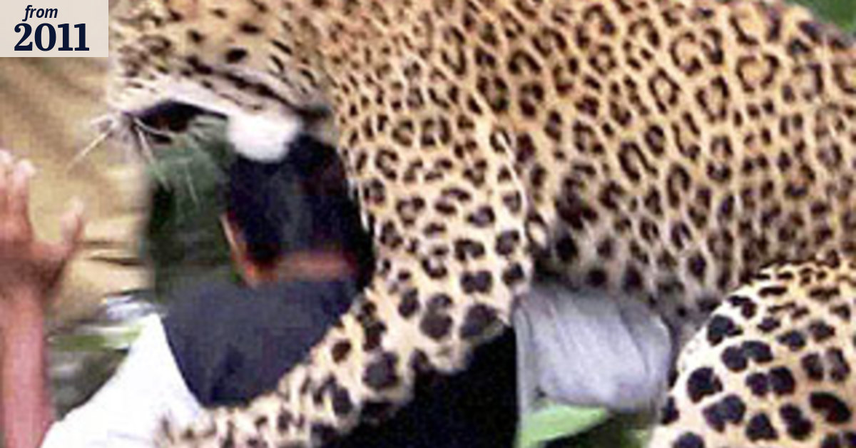 Tragedy of a cornered cat: leopard killed after attacking 11