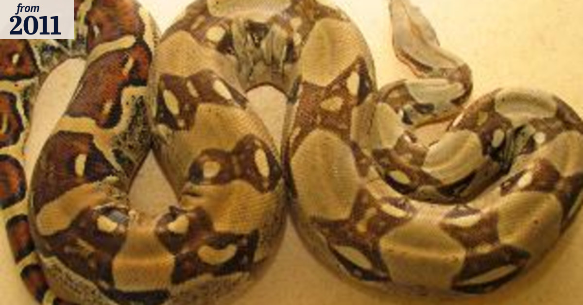 Snakes in the post constricting biodiversity