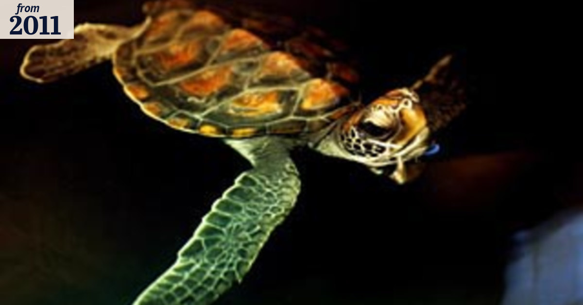 The turtle's scramble for survival