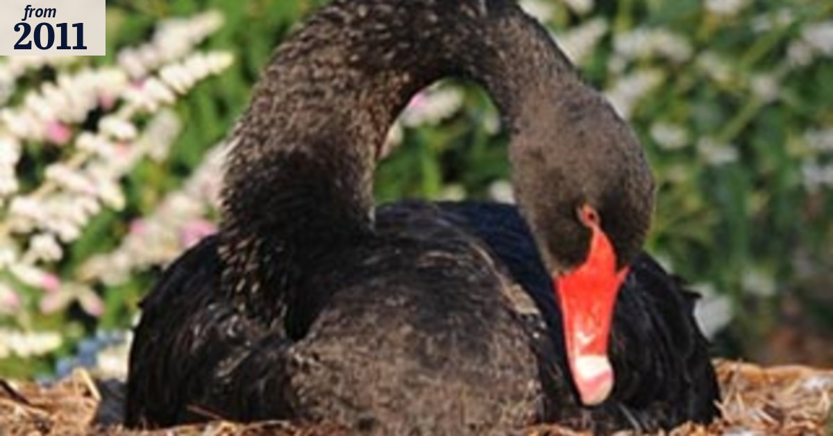 Four boys identified over 'abhorrent' swan killing