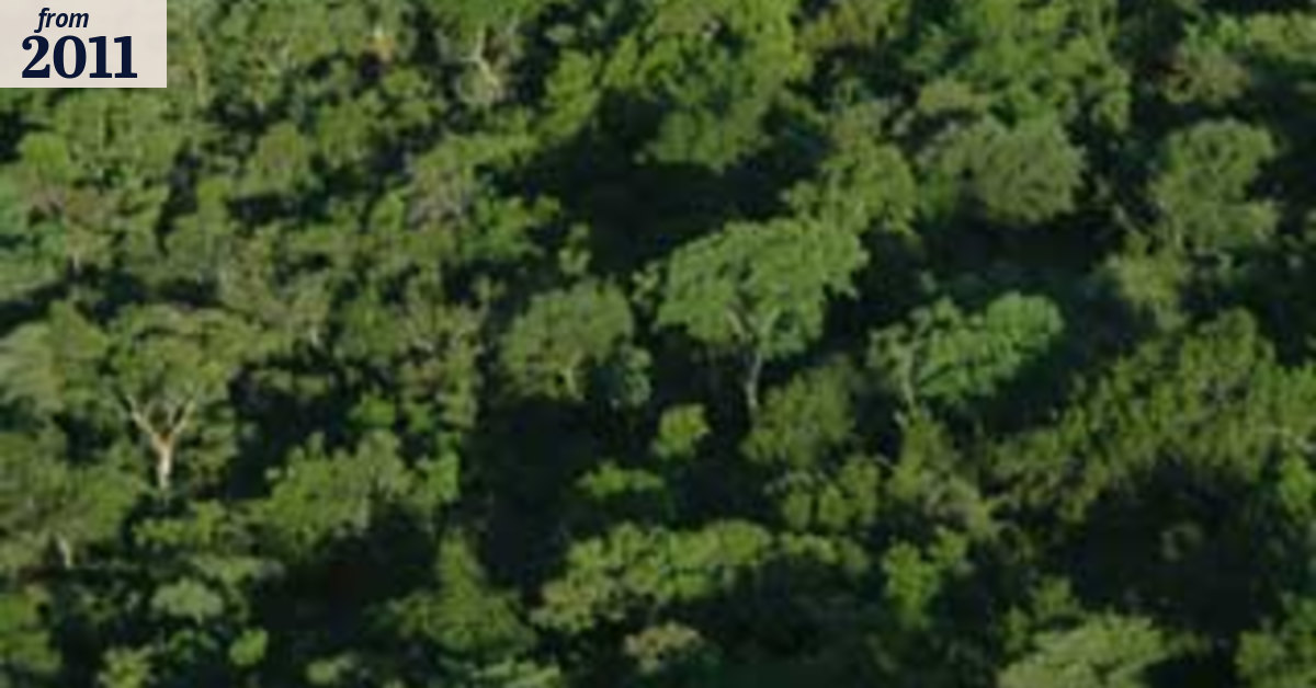 Plane crash lands on tree canopy: hopes for survivors