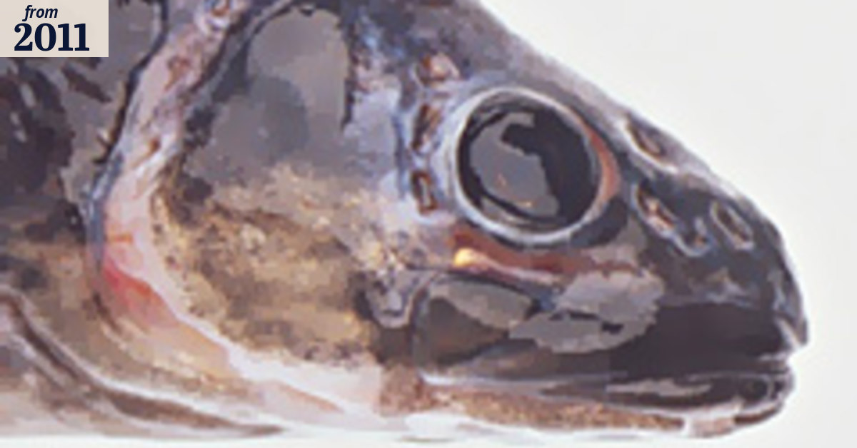 Monster Fish, Monday, August 22