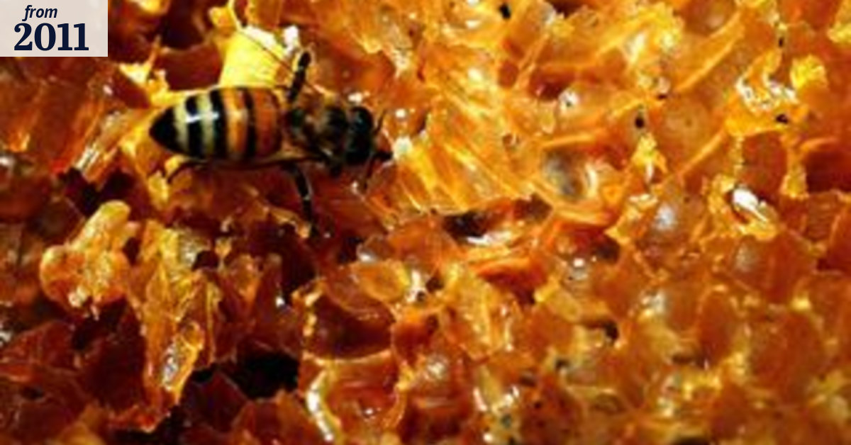 Sting in the tail: Asian bee invasion