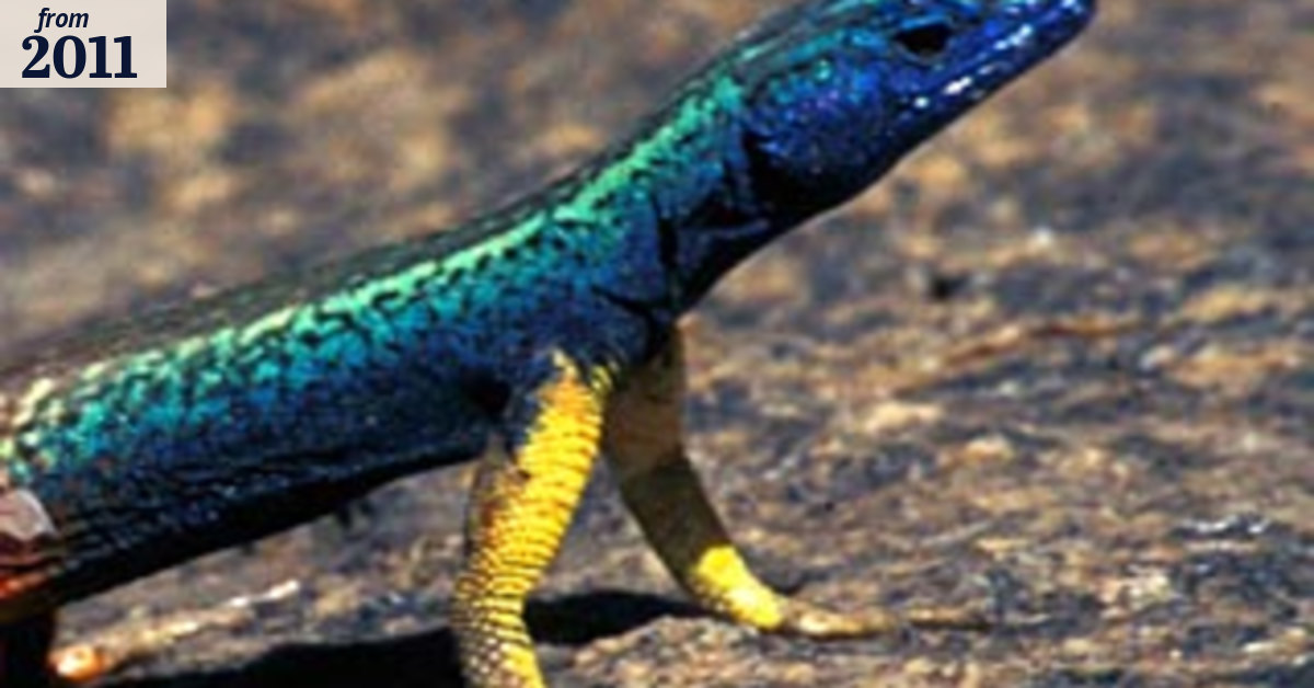 Lizard sends 'invisible' warning to rivals