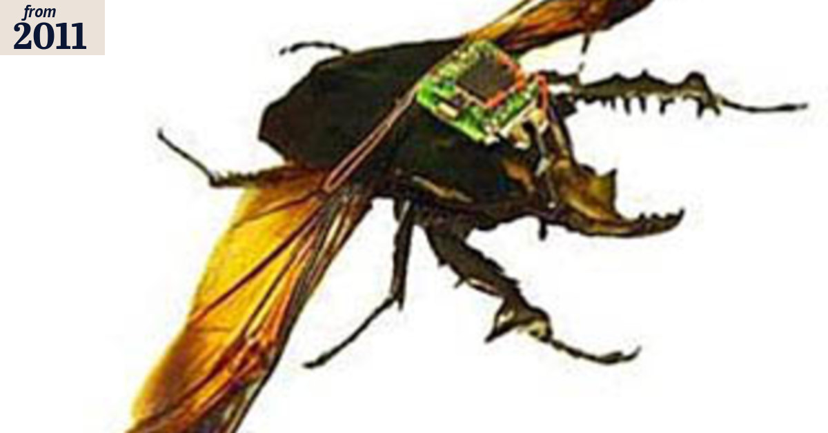 Watch that fly - it's really a spy