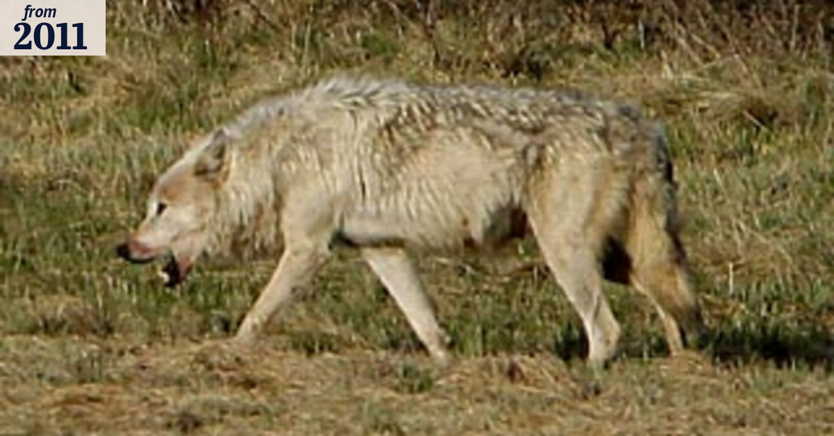 Legal fight to save wolves as hunters come out in force