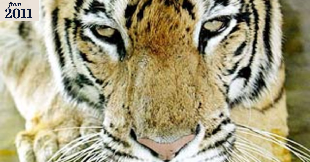 Reversing the demise of wild tigers