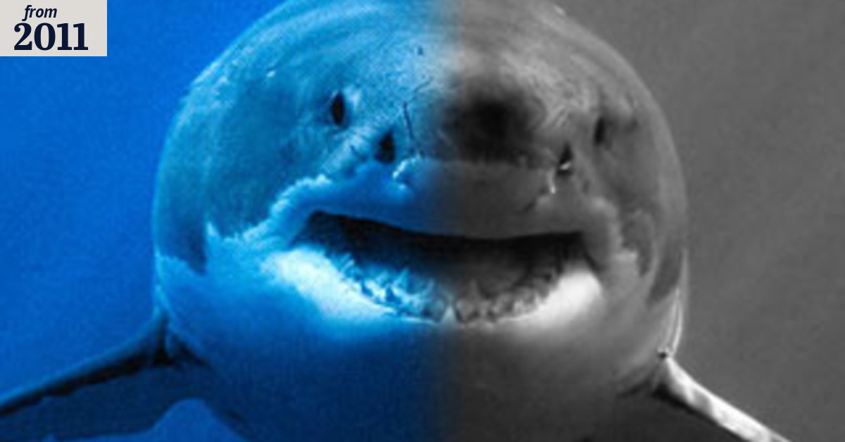 Sharks are colour-blind, WA study suggests