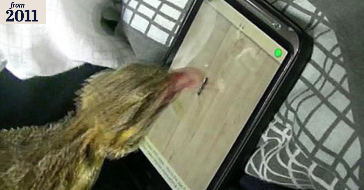Aussie lizard has smartphone game licked