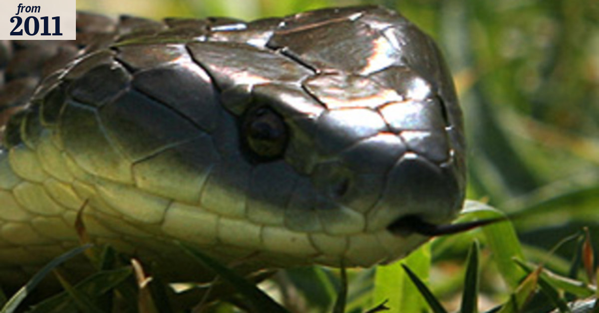 Two bitten as spring sunshine wakes snakes