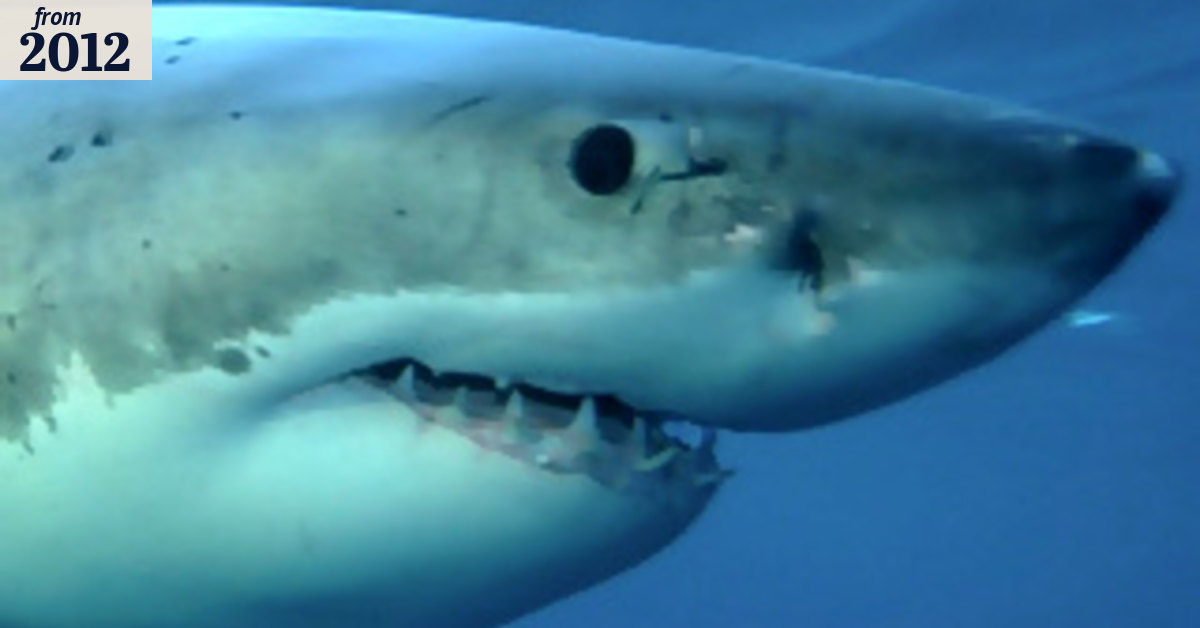 More research into shark detection and deterrence
