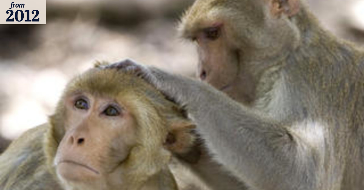First genetically modified monkeys born