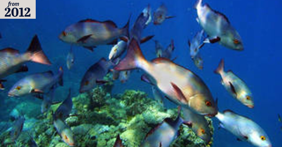 Fish sizes likely to be smaller with warming