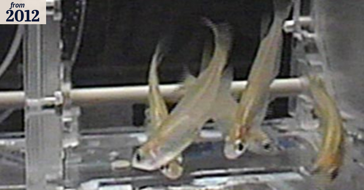 'A first for fish in space'