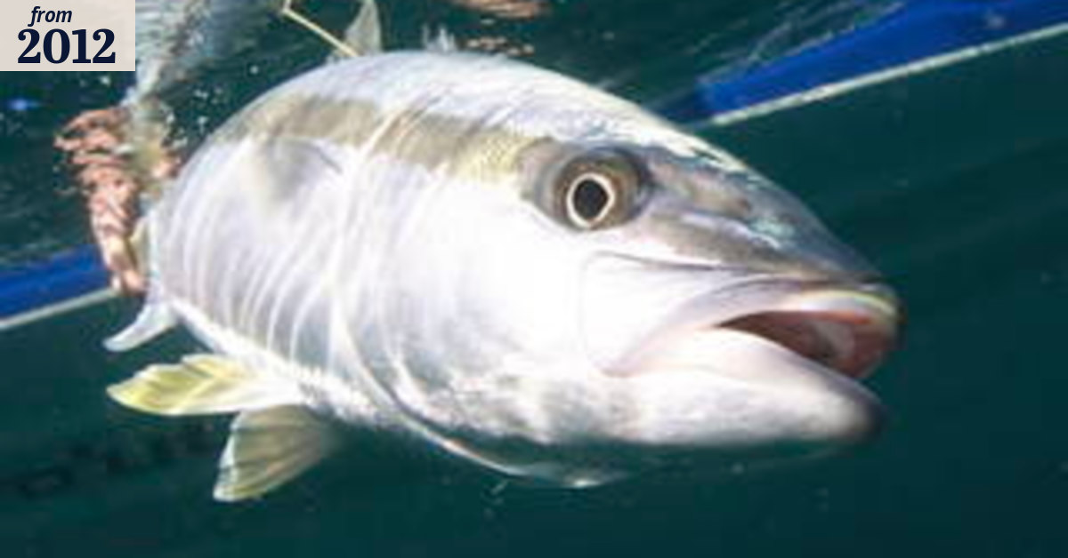 Fish disease an unwanted catch for Clean Seas