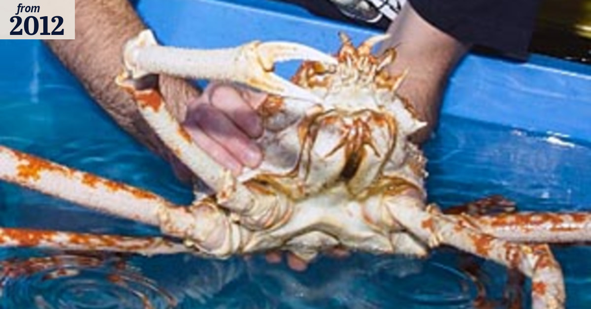 Crabzilla measures up for Claws show